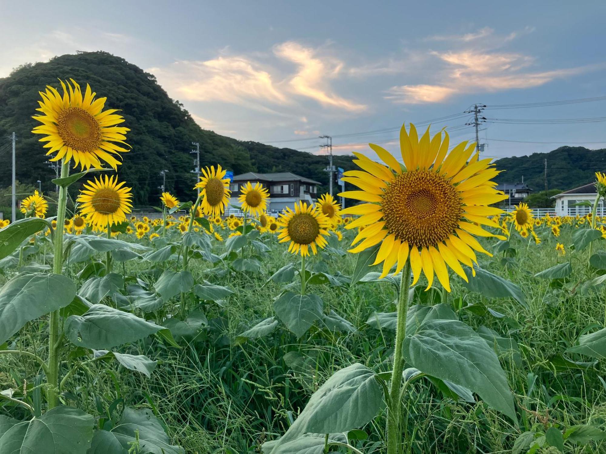 貸別荘吉佐美苑 下田市 エクステリア 写真